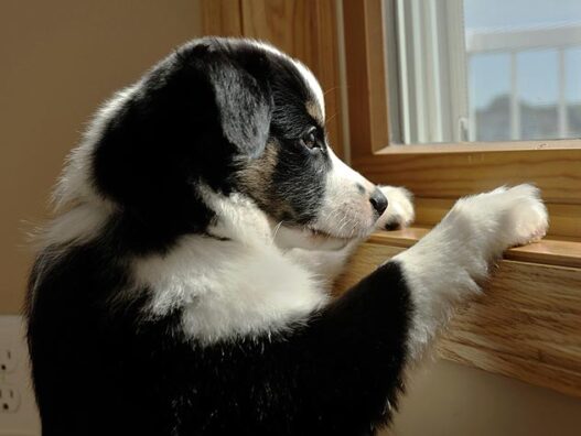 119360970 dog separation anxiety 632x475