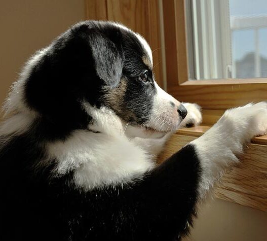 119360970 dog separation anxiety 632x475