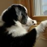 119360970 dog separation anxiety 632x475