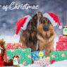 12 days of Christmas nominate a friend or family member
