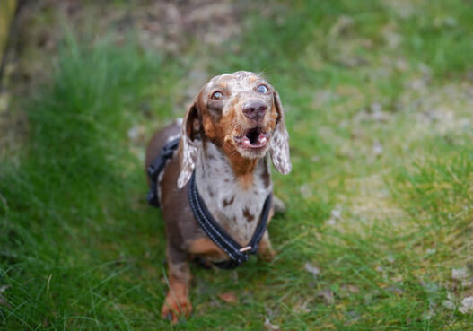 20 Reasons No Doxie Featured