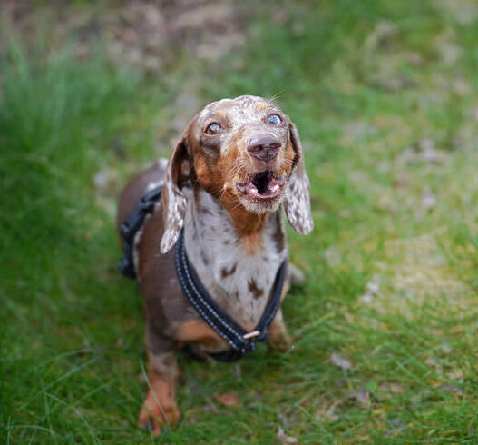 20 Reasons No Doxie Featured