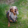 20 Reasons No Doxie Featured