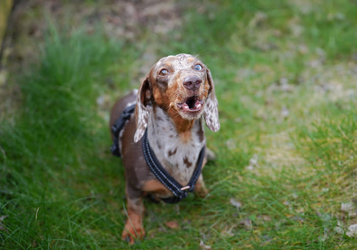 20 Reasons No Doxie Featured