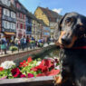 7 International Travel Dog Tips Featured