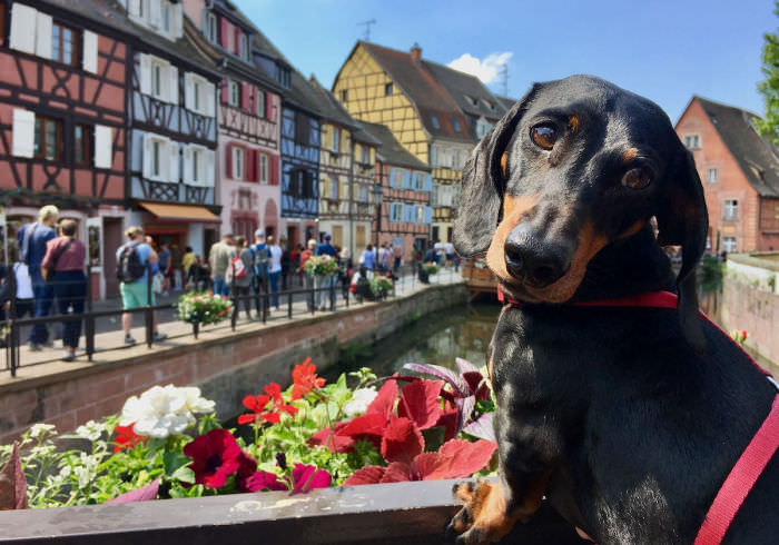 7 International Travel Dog Tips Featured