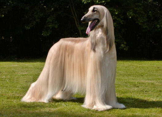 Afghan Hound1 1024x744