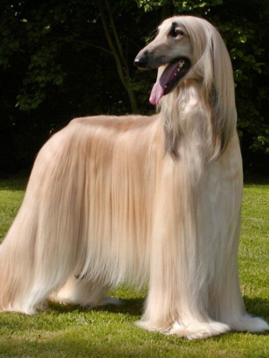 Afghan Hound1 1024x744