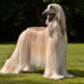 Afghan Hound1 1024x744