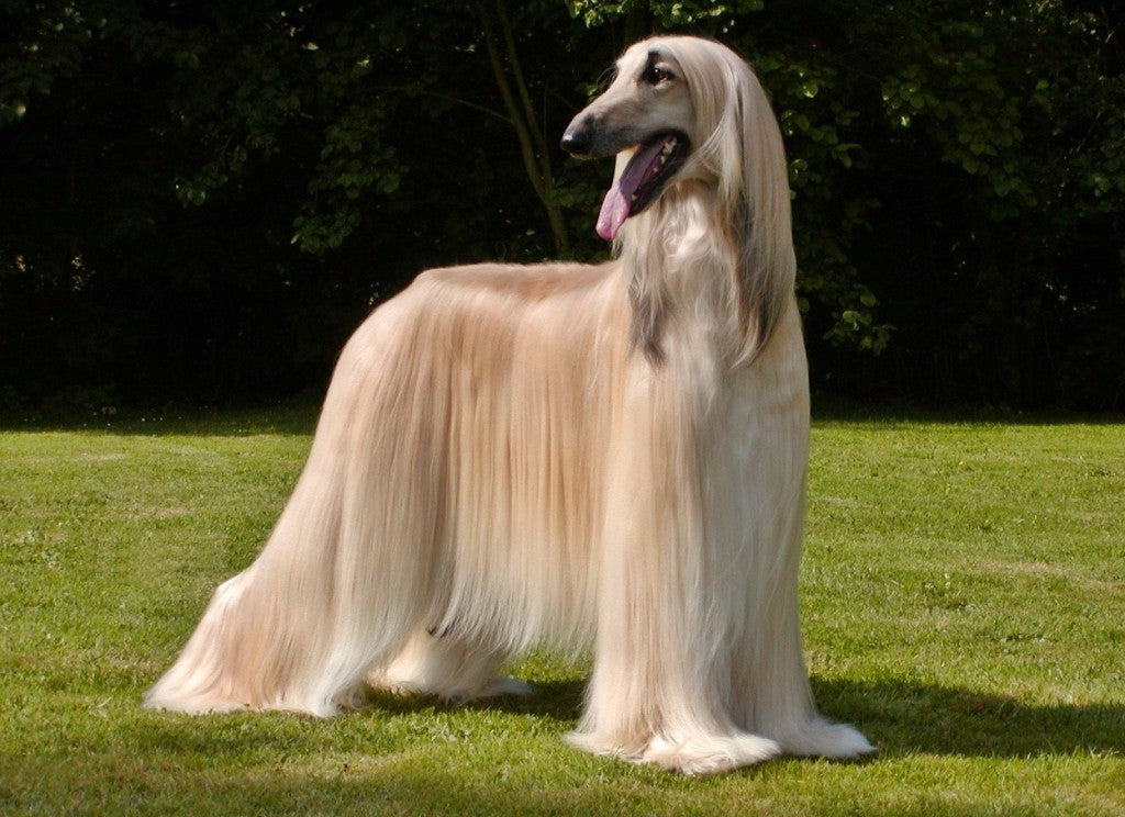Afghan Hound1