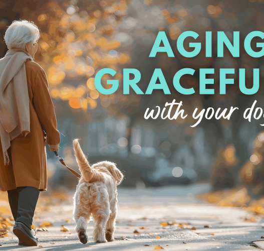 Aging gracefully with your dog fd22f713 a991 4f7e 91b1 23e385219664