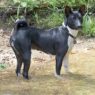 Basenji1 055d99de be40 4a10 a54f e19001c6b3f7