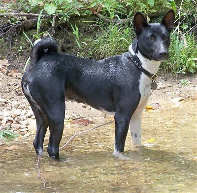 Basenji1 055d99de be40 4a10 a54f e19001c6b3f7