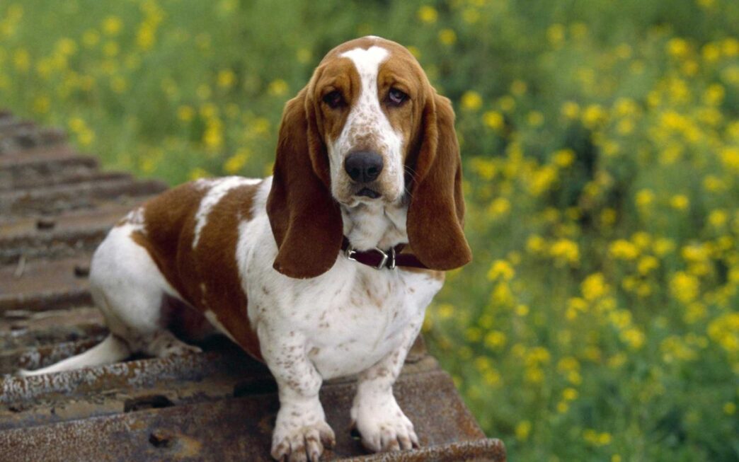 Basset Hound1