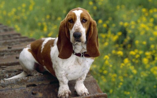Basset Hound1