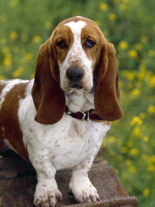 Basset Hound1