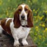 Basset Hound1