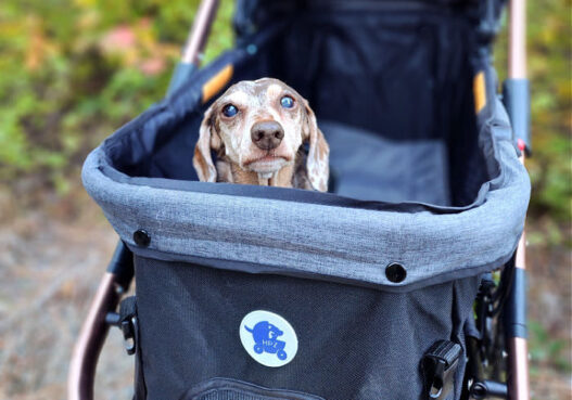 Best Dachshund Strollers Featured