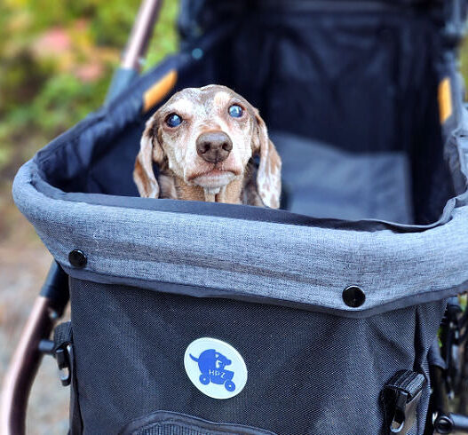 Best Dachshund Strollers Featured