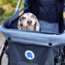 Best Dachshund Strollers Featured
