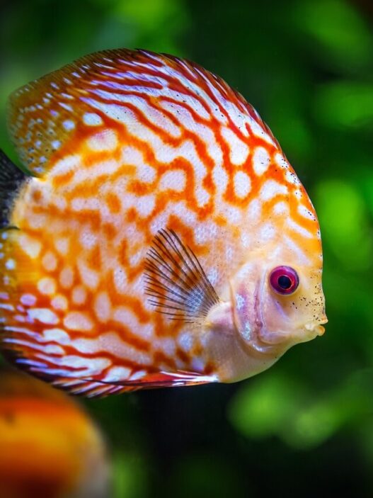 Best Type of Fish to Keep as Pets