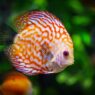 Best Type of Fish to Keep as Pets