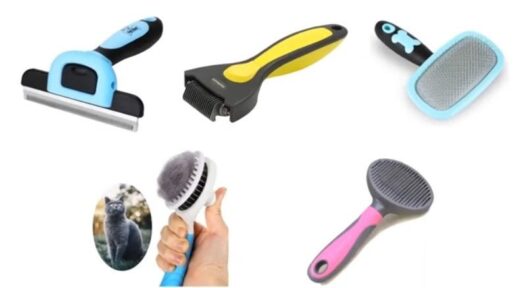 Best Brush for Short Hair Cats 313299