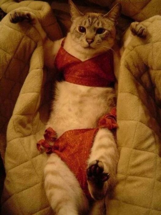 BikiniCat