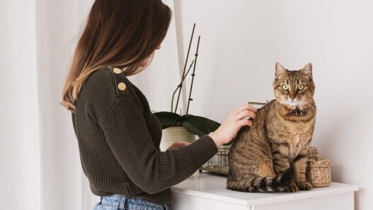Brush My Cat Hair 960153