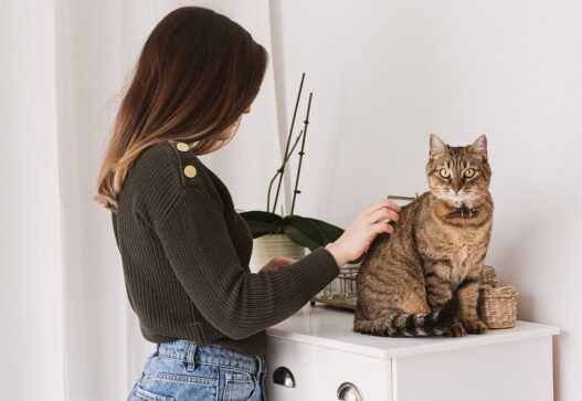 Brush My Cat Hair 960153