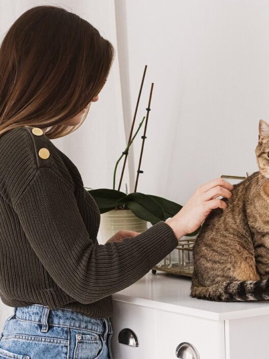 Brush My Cat Hair 960153