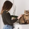 Brush My Cat Hair 960153