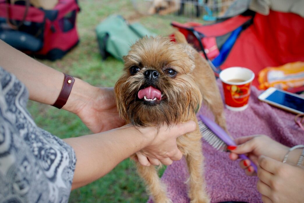 Brush Your Dog