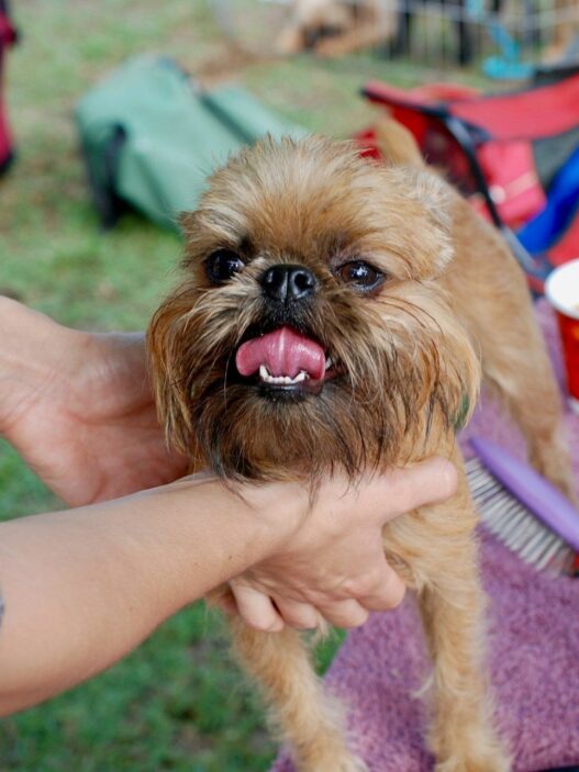 Brush Your Dog