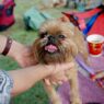Brush Your Dog