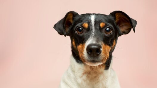 Brush for Short Hair Dog