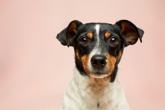 Brush for Short Hair Dog