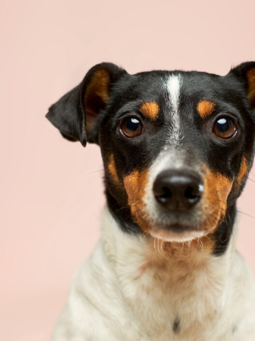 Brush for Short Hair Dog