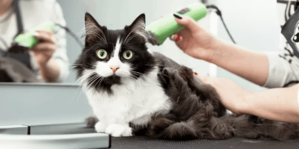 Can I Shave My Cat