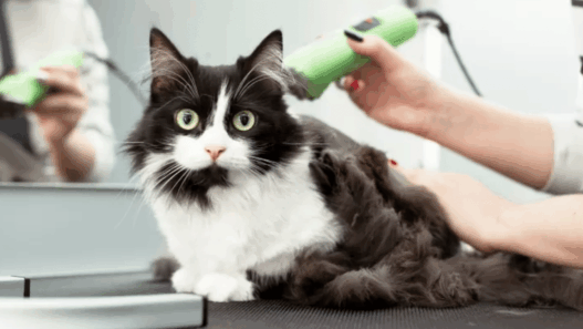 Can I Shave My Cat