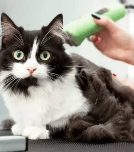 Can I Shave My Cat