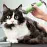 Can I Shave My Cat