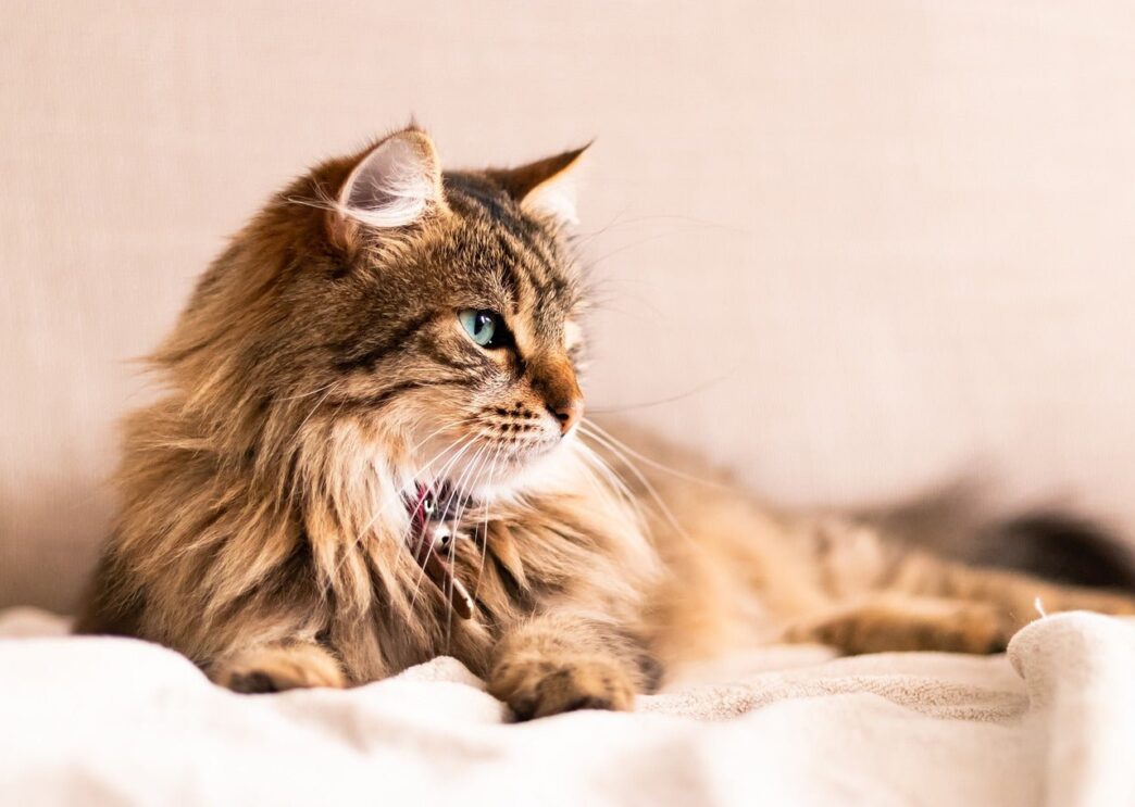Can I Brush My Long Haired Cat Every Day 402781