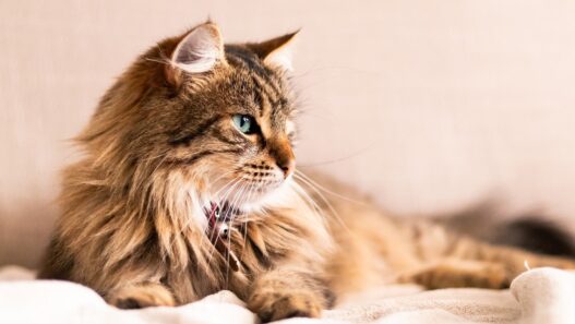 Can I Brush My Long Haired Cat Every Day 402781