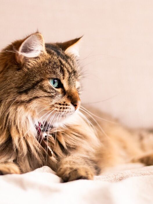 Can I Brush My Long Haired Cat Every Day 402781