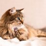 Can I Brush My Long Haired Cat Every Day 402781