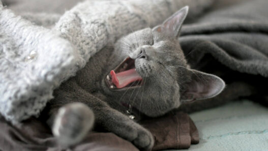 Cat Hair Out of Blankets
