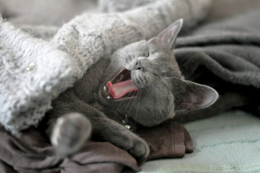 Cat Hair Out of Blankets