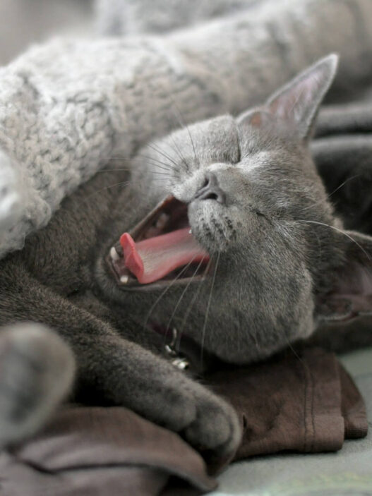 Cat Hair Out of Blankets