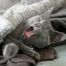 Cat Hair Out of Blankets